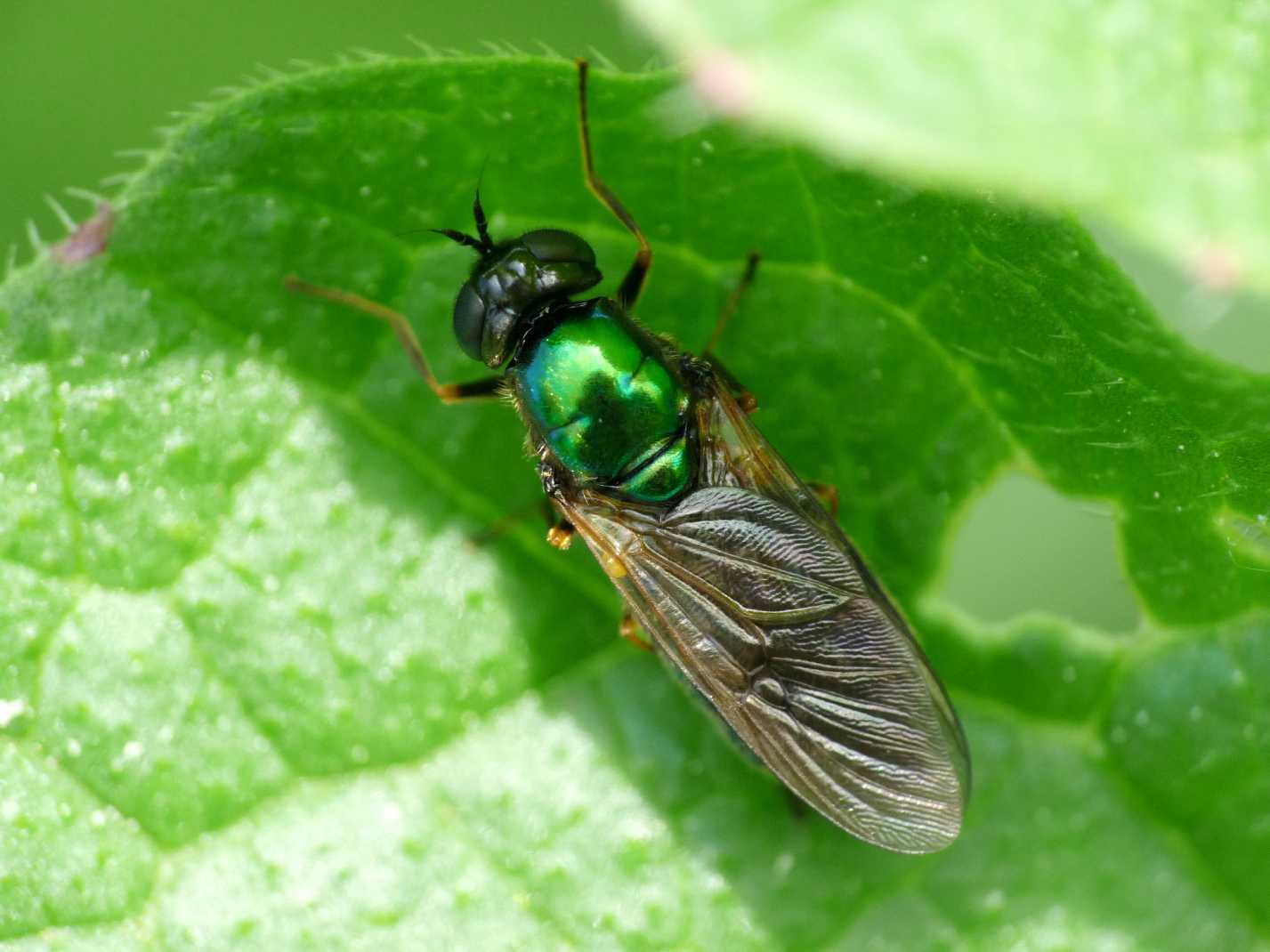 Chloromyia formosa (Stratiomyidae)